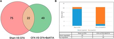 Anti-Inflammatory Effects of BoNT/A Against Complete Freund’s Adjuvant-Induced Arthritis Pain in Rats: Transcriptome Analysis